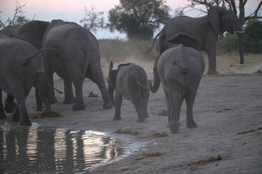 Etoşa Ulusal Parkı 'ndaki su birikintisinde filler.
