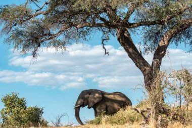 Afrika safari parkında boynuzlu bir fil.
