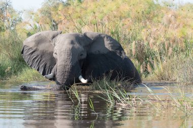 Afrika 'daki Ulusal Park' ta fil