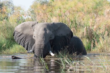 Afrika fili içme suyu