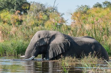 Sudaki su birikintisinde bir Afrika fili.