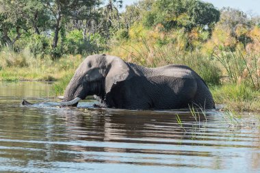 Afrika fili Güney Afrika 'daki Kruger Ulusal Parkı' nda suda.