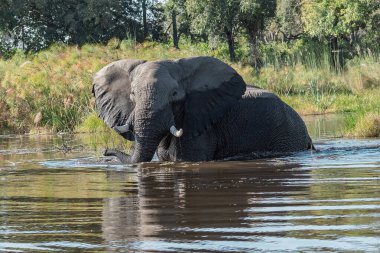 Afrika fili Kruger Ulusal Parkı, Güney Afrika