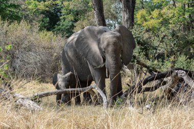 Afrika 'nın batısındaki vahşi Afrika' da Afrika savanındaki filler.