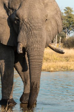 Kruger Ulusal Parkı 'nda fil, Güney Afrika