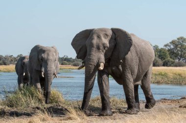 Filler içinde Kruger National Park, Güney Afrika