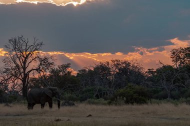 Kruger Ulusal Parkı 'ndaki fil, günbatımında Güney Afrika