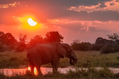 Güzel Afrika fili gün batımında Botswana 'nın güneyindeki ulusal parkta..