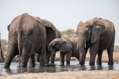 Botswana 'daki Chobe Ulusal Parkı' ndaki su birikintisinde su içen bir grup Afrika fili..
