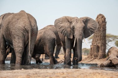 Güney Afrika 'daki Kruger Ulusal Parkı' nda fil içme suyu.