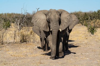 Afrika fili, Loxodonana ana Africana Kruger, Güney Afrika