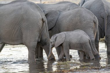 Afrika filleri (loxodonta africana) Namibya 'daki nehir çukurunda yürüyorlar.