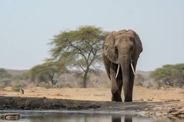 Güney Afrika 'daki Kruger Ulusal Parkı' nda fil içme suyu.
