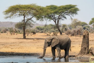 Güney Afrika 'daki Kruger Ulusal Parkı' nda sudaki fil..