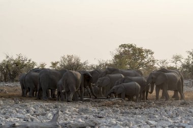 Namibya bozkırında bir fil sürüsü