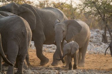 Afrika 'nın bozkırındaki fil
