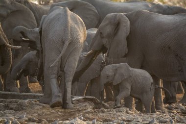Afrika 'daki Kruger Ulusal Parkı' nda büyük filli Afrika fil ailesi.