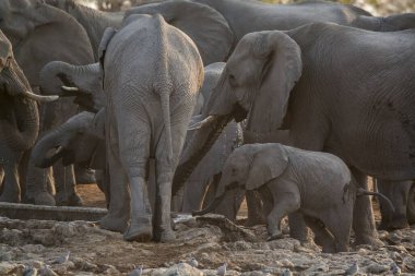 Afrika savanasındaki filler