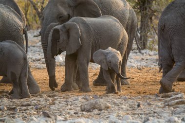 Vahşi doğadaki fil ailesi