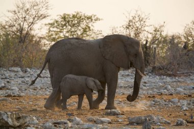 buzağı ile Afrika fili