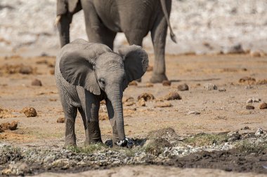 Afrika fili delikten su içiyor.