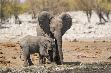 Zimbabwe savanındaki filler.