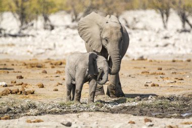 Afrika 'daki Kruger Ulusal Parkı' nda Afrika fili
