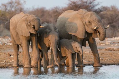 Etoşa Ulusal Parkı 'ndaki filler, Namibya