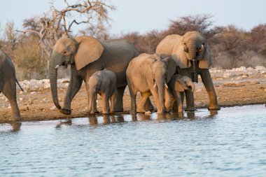 Nehirden su içen fil.