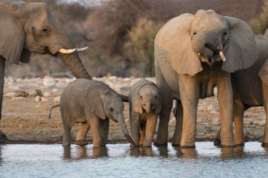 Kenya ulusal parkında fil