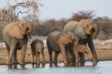 Afrika fili nehirdeki bir delikten su içiyor.