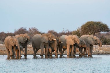 Su çukurundaki filler