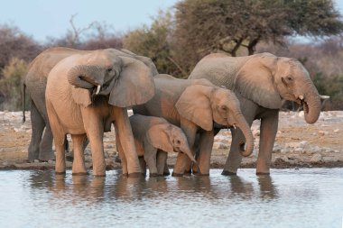 Bir grup Afrika fili su birikintisinden su içiyor.