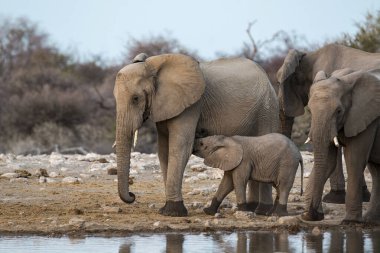 Filler içinde etkin ulusal Park'ta Namibya