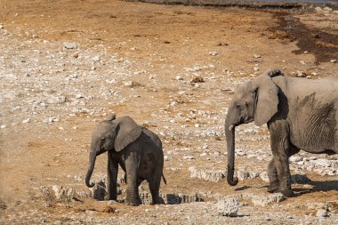 Etoşa 'daki fil ailesi.