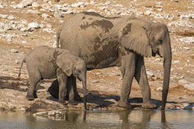Afrika fili Kruger Ulusal Parkı, Güney Afrika 'da su içiyor.