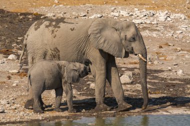 Afrika fili su birikintisinde