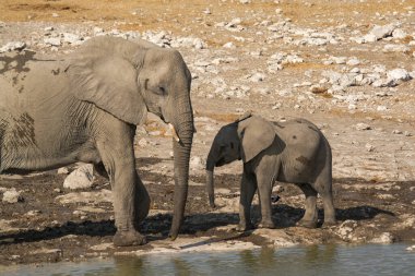 Fil etkin Milli Parkı, Namibia.