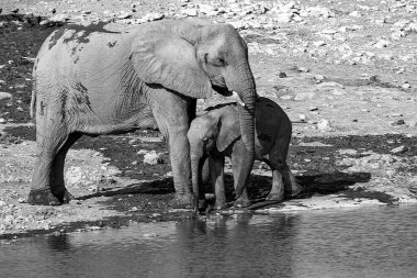 Namibya 'daki Afrika vahşi fili