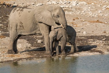 Ulusal parktaki bir su birikintisinden fil içme suyu.