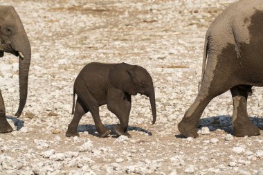 Afrika 'daki Afrika bozkırlarındaki filler.