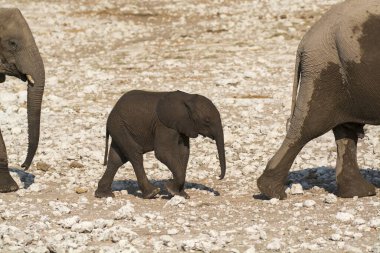Kenya savanındaki Afrika fili