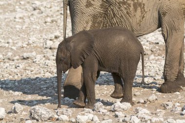 Büyük bir fil Afrika bozkırlarında yürür.