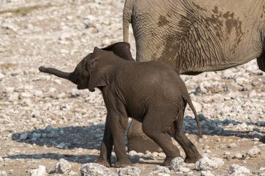 Güney Afrika 'daki Kruger Ulusal Parkı' nda annesiyle birlikte bir fil.