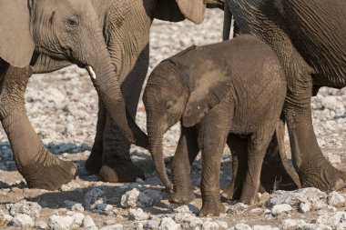 Afrika fili (xodonta africana) Botswana 'daki Chobe Ulusal Parkı' ndaki su birikintisinde yürüyor.