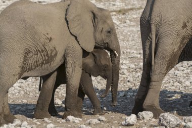 Afrika fili (loxodonta africana) Botswana 'daki Etoşa Ulusal Parkı' nda kuru çamurda yürüyor.
