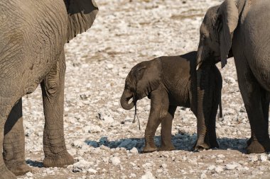 Afrika filleri, Lodonta afriklosha