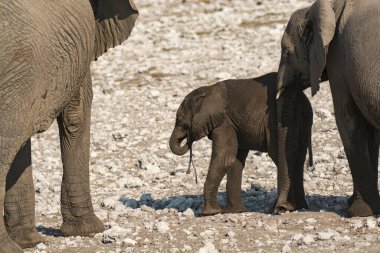 Afrika fili, Loxodonta afrika, yetişkin, anne, bebek, bebek