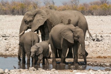 Afrika savanasındaki filler