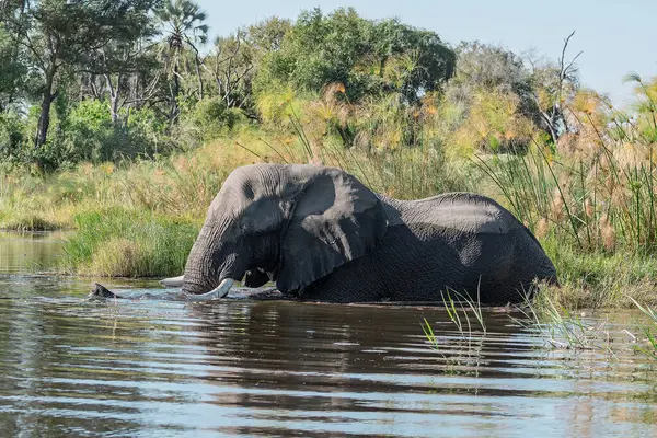 Su birikintisindeki su birikintisinde bir erkek filin yakın plan çekimi.